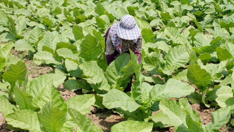 I campi di tabacco di Kampong Cham