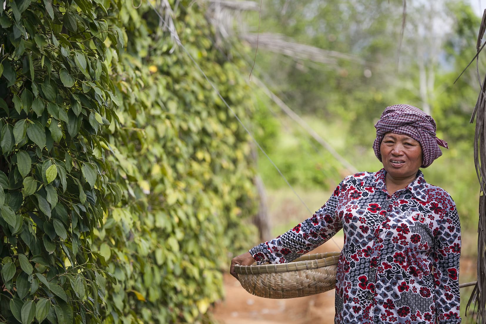 Sulle tracce del pepe di Kampot